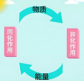 异化作用 异化作用