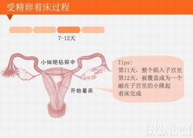 着床 着床