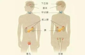 内分泌失调 内分泌失调